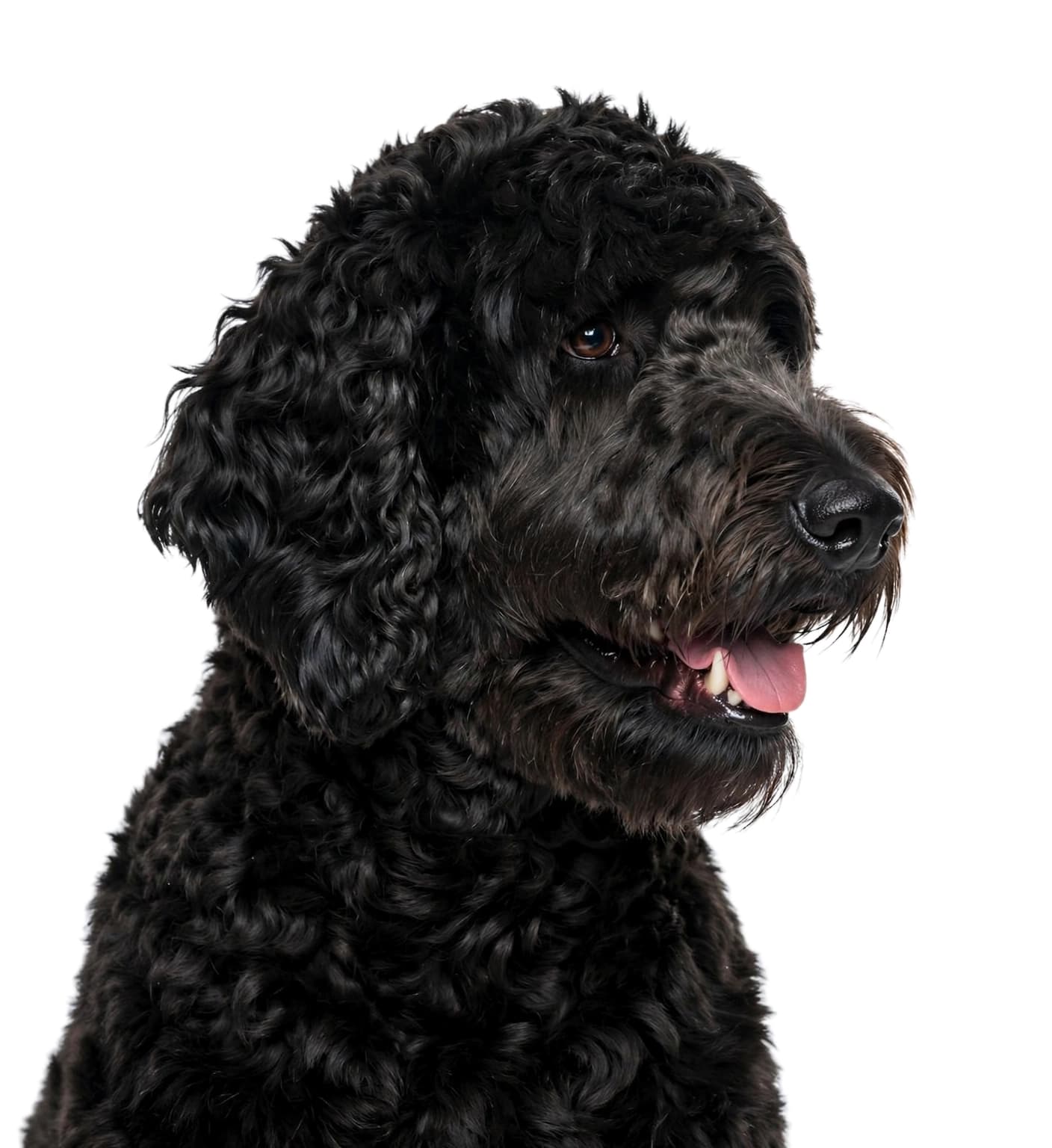 Bandit, the VTI mascot